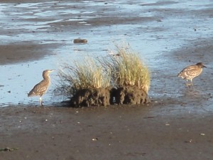 oiseaux sur la grève, sous ma fenêtre