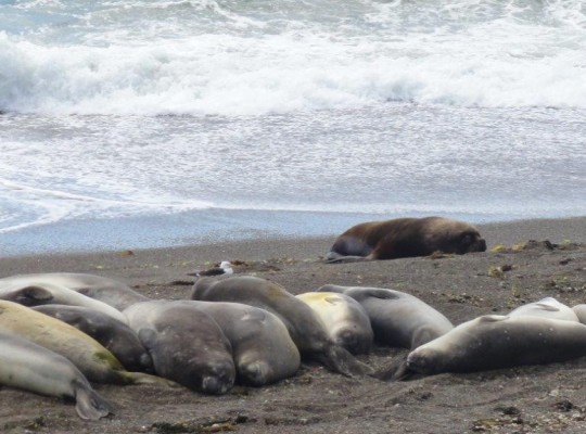 Lions de mer avachis sur la plage