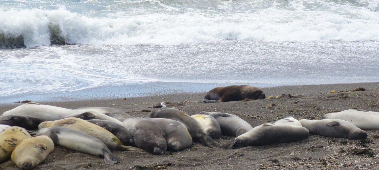 Lions de mer avachis sur la plage