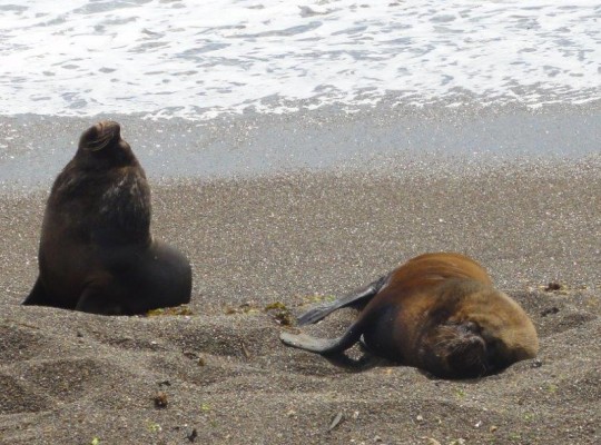 Lions de mer