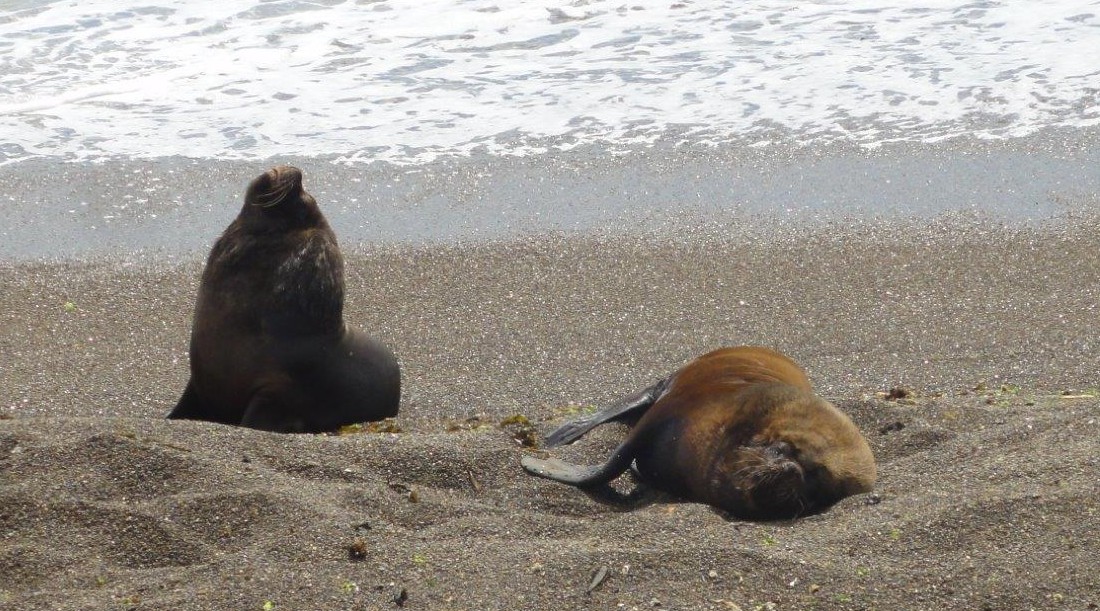 Lions de mer