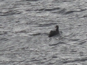 Puerto Natales-Puerto Montt en Ferry-05-cormoran