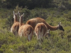 guanaco-2