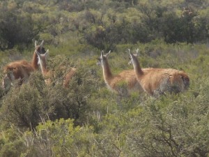 guanaco