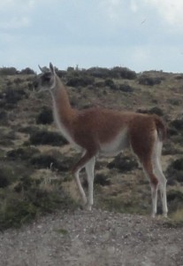 guanaco majestueux