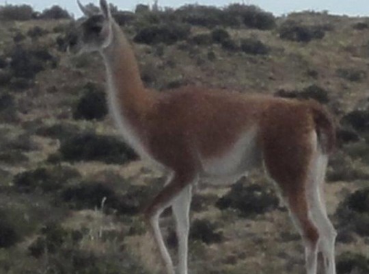 guanaco majestueux