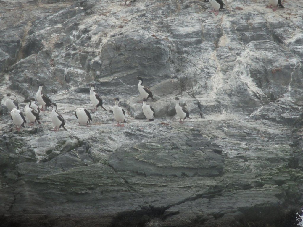 canal de Beagle _ ilôt des pingouins