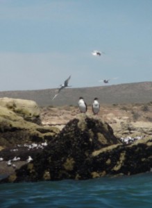 les oiseaux- cormorans et autres