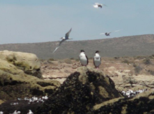 les oiseaux- cormorans et autres