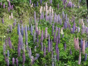 lupins à la frontière