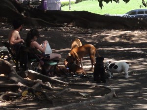 promeneurs de chiens (ils en avaient 12 !