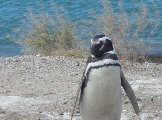 race de pingouin de petite taille