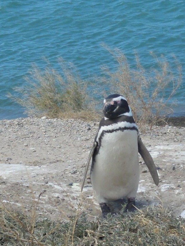 race de pingouin de petite taille