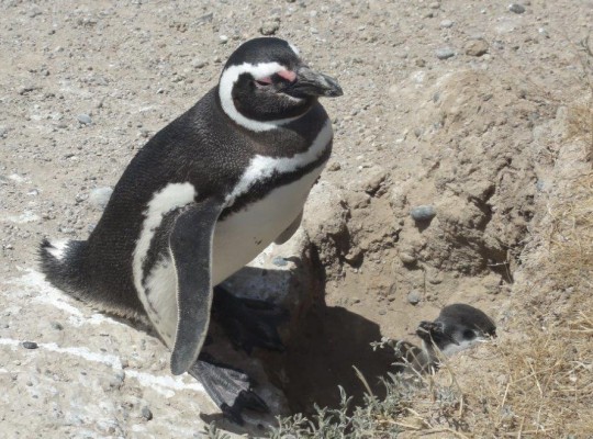 race de pingouin de petite taille tout près