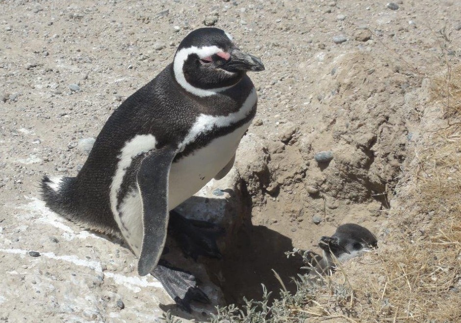 race de pingouin de petite taille tout près