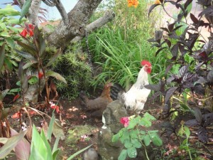 le coq qui me réveillait tous les matins très tôt