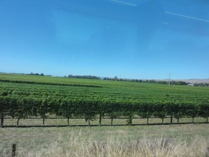 des vignes...on en verra beaucoup d'autres