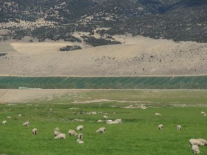 moutons, vigne, et montagne