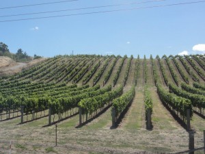 vigne près du village où s'est arrêté pour acheter des fruits