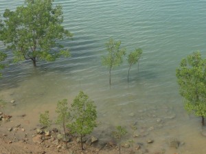 Darwin est construite sur une baie, dont le niveau de l'eau suit les marées et la hauteur de ces marées peut atteindre 8m ! - la végétation au bord de l'eau est donc une mangrove.