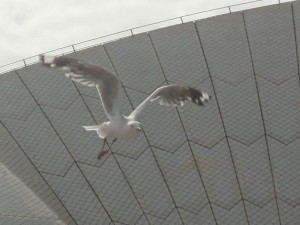 des ailes devant une aile de l'Opéra...