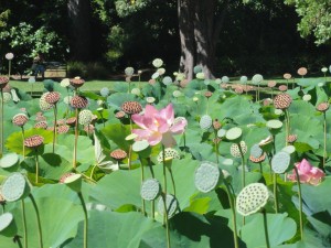 lys et nénuphars géants