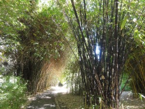 forêt de bambous entièrement gravés !