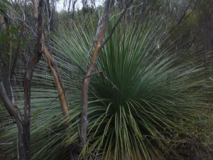 Yuka : plante qui prend 2 cm par an : celui-ci doit avoir environ 75 ans !