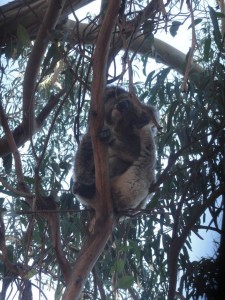 ils sont perchés très haut dans les eucalyptus !