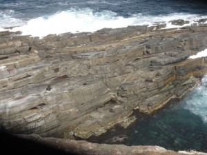 encore des animaux marins