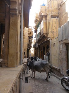 même dans les ruelles, on rencontre des vaches !