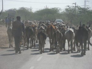 troupeau de vaches, c'est toujours un peu long pour les doubler...