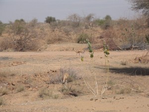 des ampalas, ils se confondent avec le sable