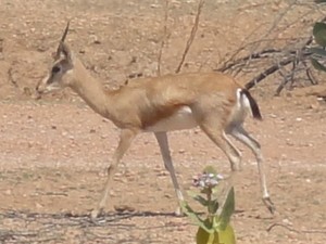 c'est un animal très gracieux, qui n'est pas chassé