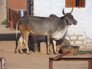 vache dans la cour