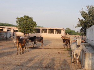 les vaches attendent leur pitance