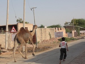 un jeune villageois essaie de rattraper son dromadaire qui poursuit un chien !!!