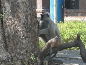 à défaut de "moines", nous avons vu des singes...