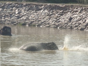 la récréation pour les éléphants